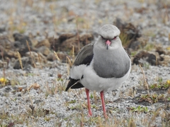 Vanellus resplendens