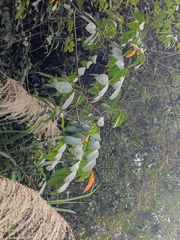 Anacardiaceae