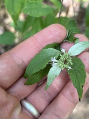Pycnanthemum