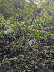 Anacardiaceae