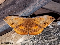 Hemeroblemma opigena