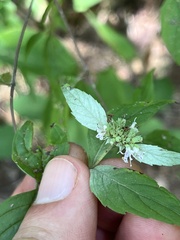 Pycnanthemum
