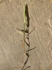 Digitaria ischaemum