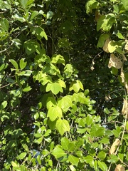 Passiflora lutea