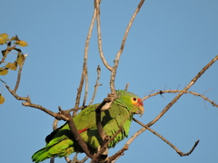 Amazona autumnalis