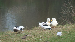 Anas platyrhynchos × Cairina moschata