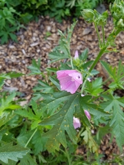 Malva alcea