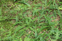 Struthiopteris spicant