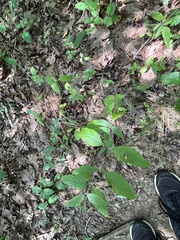 Pycnanthemum