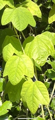Passiflora lutea