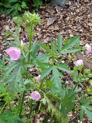 Malva alcea