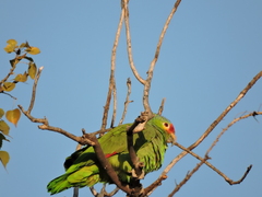 Amazona autumnalis