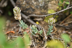 Aethionema thomasianum