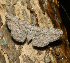 Anavitrinella pampinaria