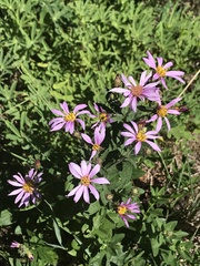 Eucephalus ledophyllus