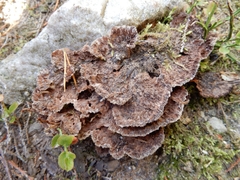 Thelephora terrestris