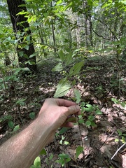 Pycnanthemum
