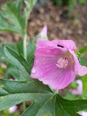 Malva alcea