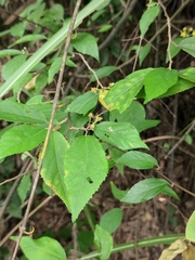 Grewia biloba