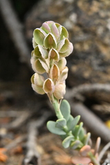 Aethionema thomasianum