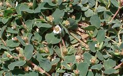 Euphorbia albomarginata
