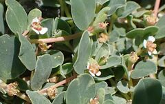 Euphorbia albomarginata