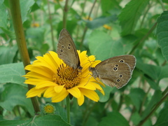 Aphantopus hyperantus