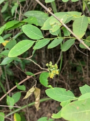 Grewia biloba