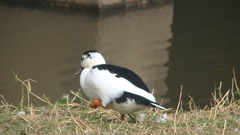 Anas platyrhynchos × Cairina moschata