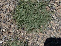 Euphorbia albomarginata