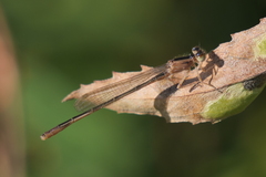 Ischnura fluviatilis