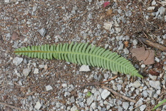 Struthiopteris spicant
