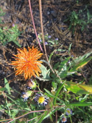 Agoseris aurantiaca