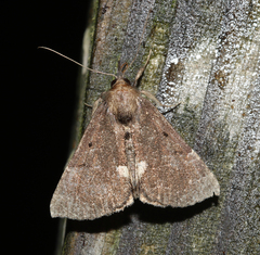 Hypena bijugalis