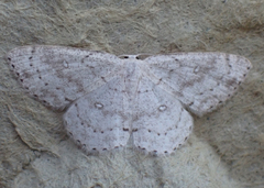 Cyclophora pendulinaria