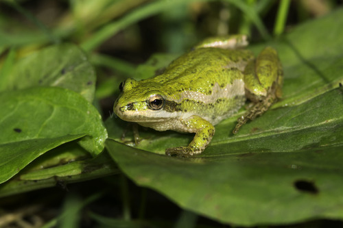 Boreal Chorus Frog