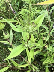 Gentiana