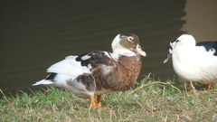 Anas platyrhynchos × Cairina moschata