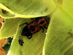 Rhodobaenus quinquepunctatus