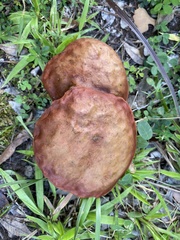 Aureoboletus innixus