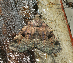 Metalectra quadrisignata