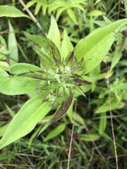 Gentiana