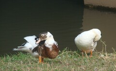 Anas platyrhynchos × Cairina moschata
