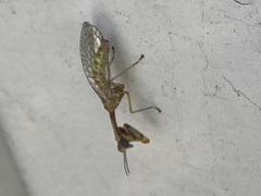 Leptomantispa pulchella