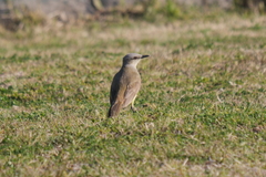 Machetornis rixosa