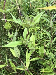 Gentiana