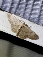 Idaea biselata