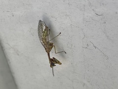 Leptomantispa pulchella