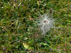 Pulsatilla alpina