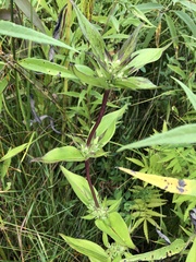 Gentiana